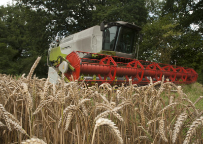 grain harvest crops