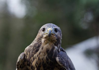 close up head of bird of prey