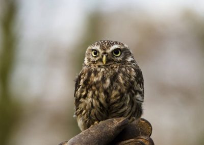 close up of owl bird held in a gloved hand
